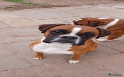 Boxer dogs for stud: Proved heath tested boxer for Stud - Image 1