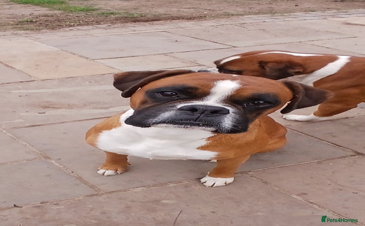 Boxer dogs - Advert 2