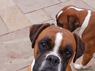 Boxer dogs - Advert 3
