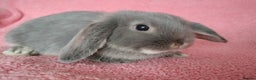 Mini Lop rabbits for sale: Baby mini lop for sale  - Advert 2