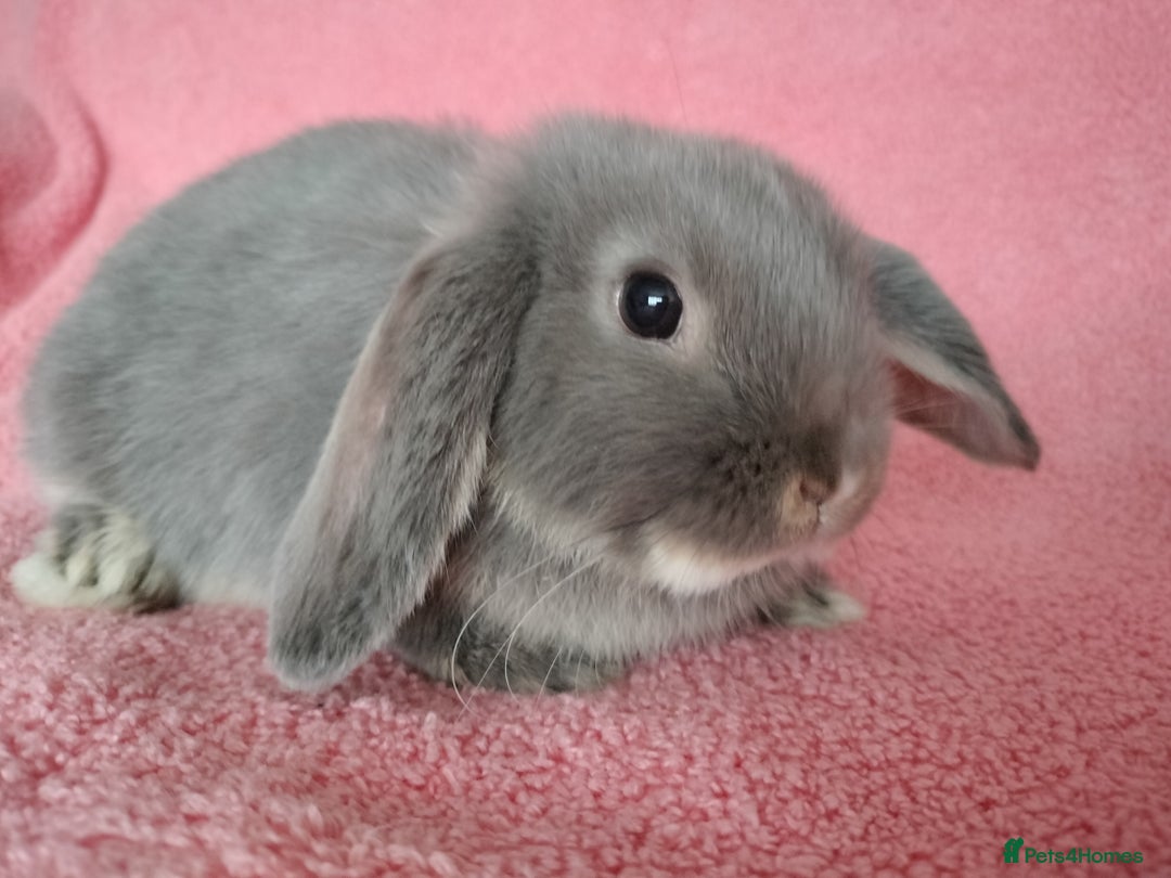 Mini Lop rabbits for sale: Baby mini lop for sale  - Advert 2