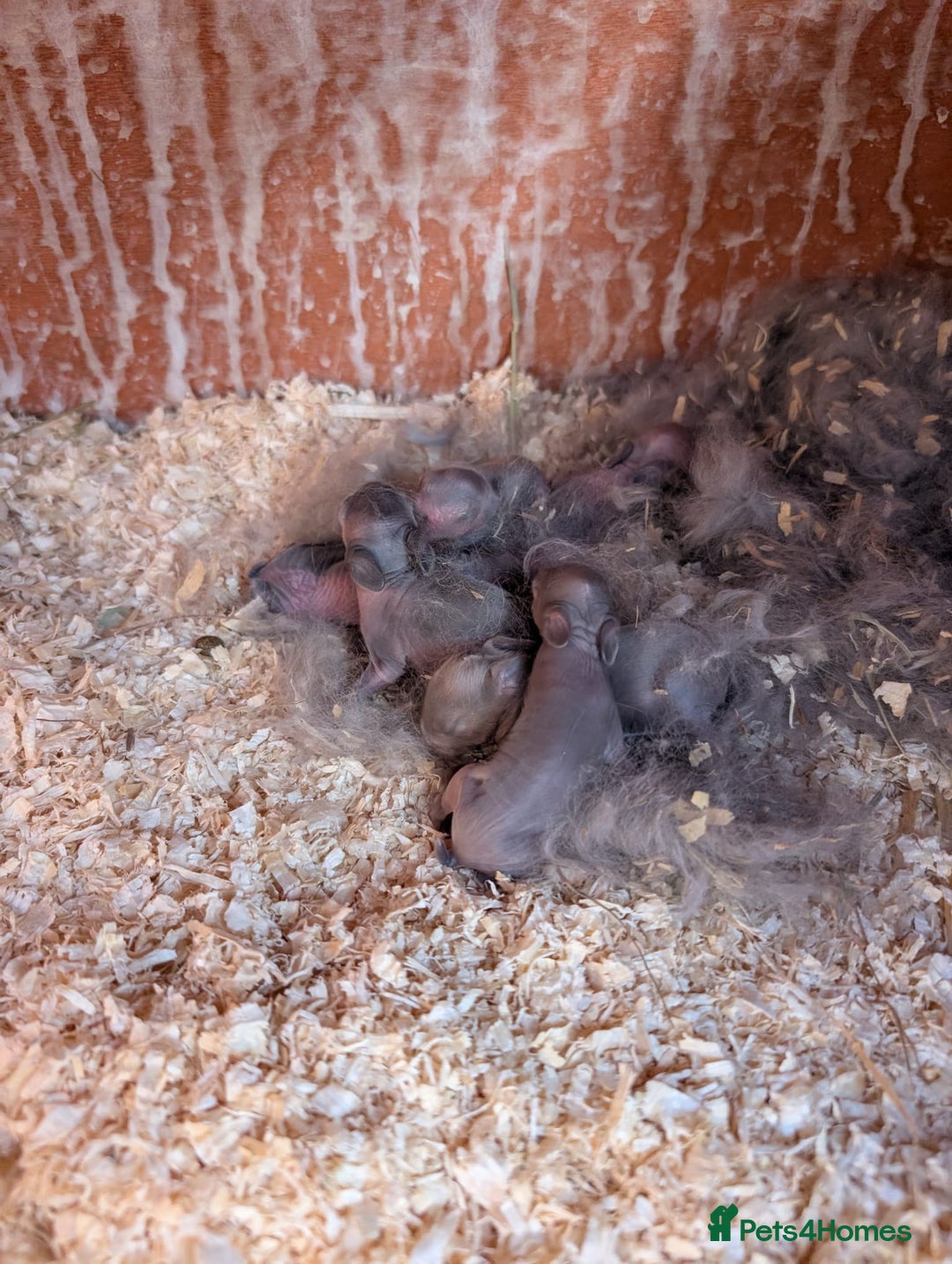Lionhead rabbits for sale: Lion head baby's  - Image 1