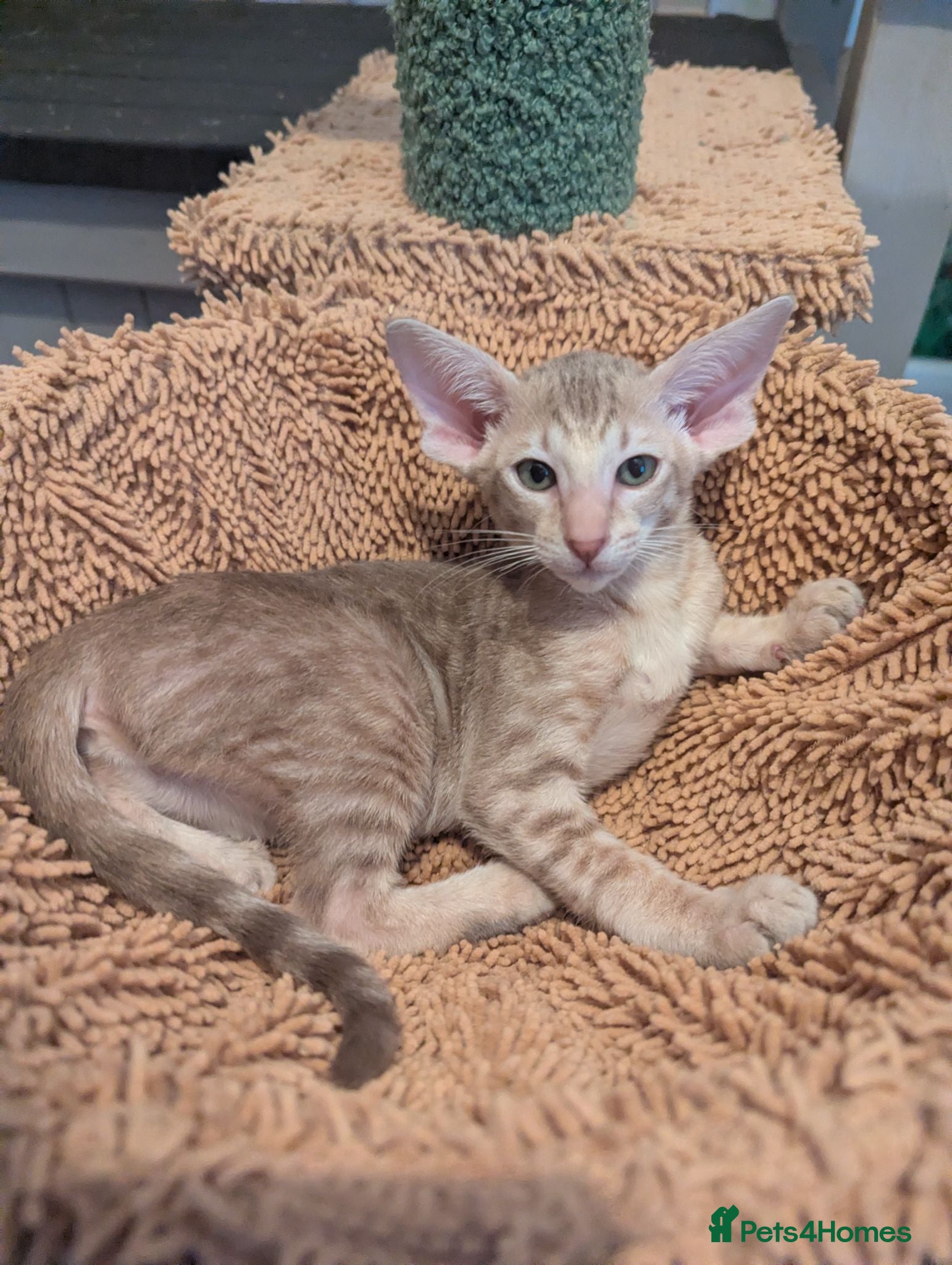 Oriental cats Friendly loving female  - Advert 1