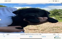 Mixed Breed dogs for sale: Mother  malnute  father  full black Labrador  - Image 5