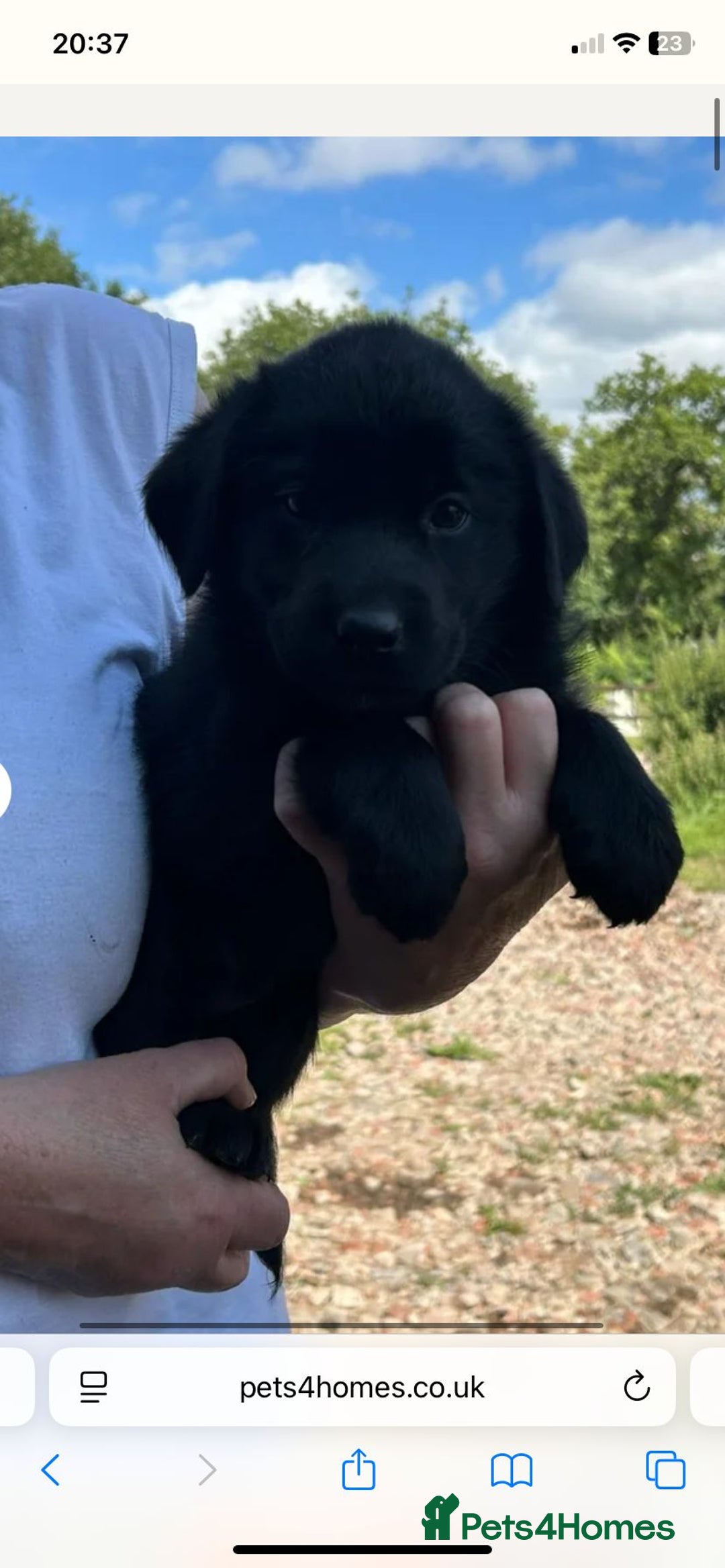 Mixed Breed dogs for sale: Mother  malnute  father  full black Labrador  - Image 5
