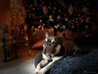 French Bulldog dogs - Advert 20
