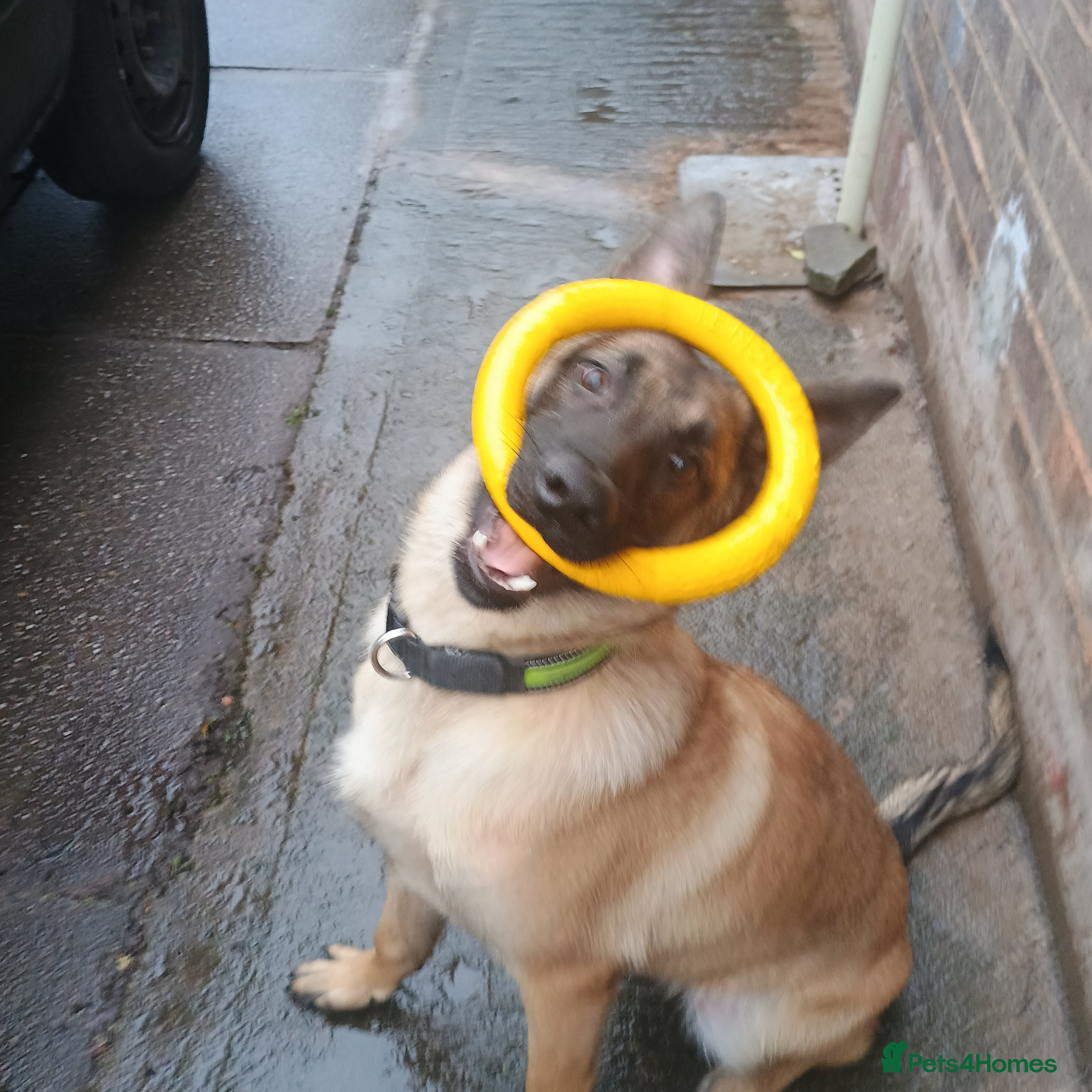 Belgian Shepherd Dog dogs 7 Month Belgian shepherd - Advert 1