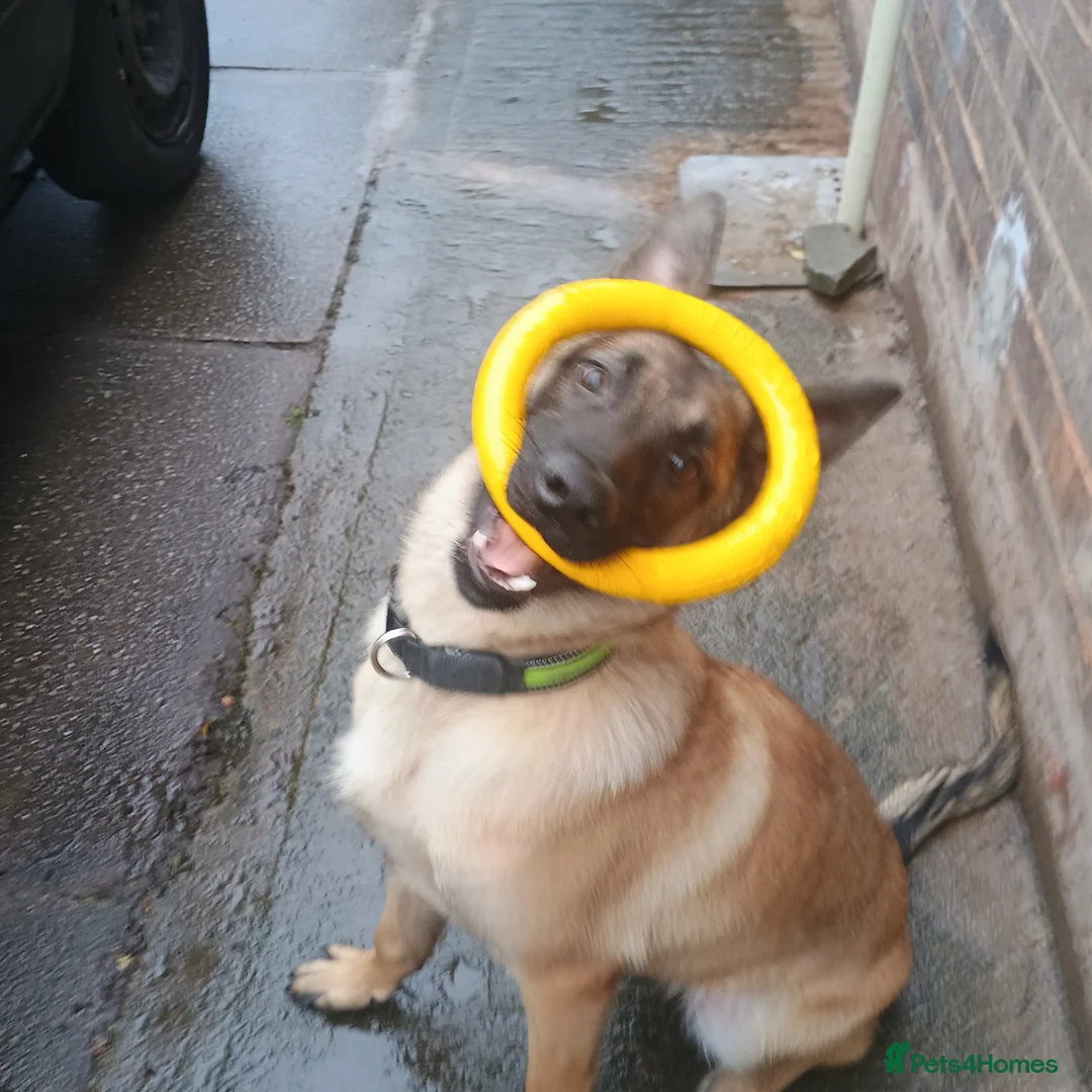 Belgian Shepherd Dog dogs for sale: 7 Month Belgian shepherd - Advert 1