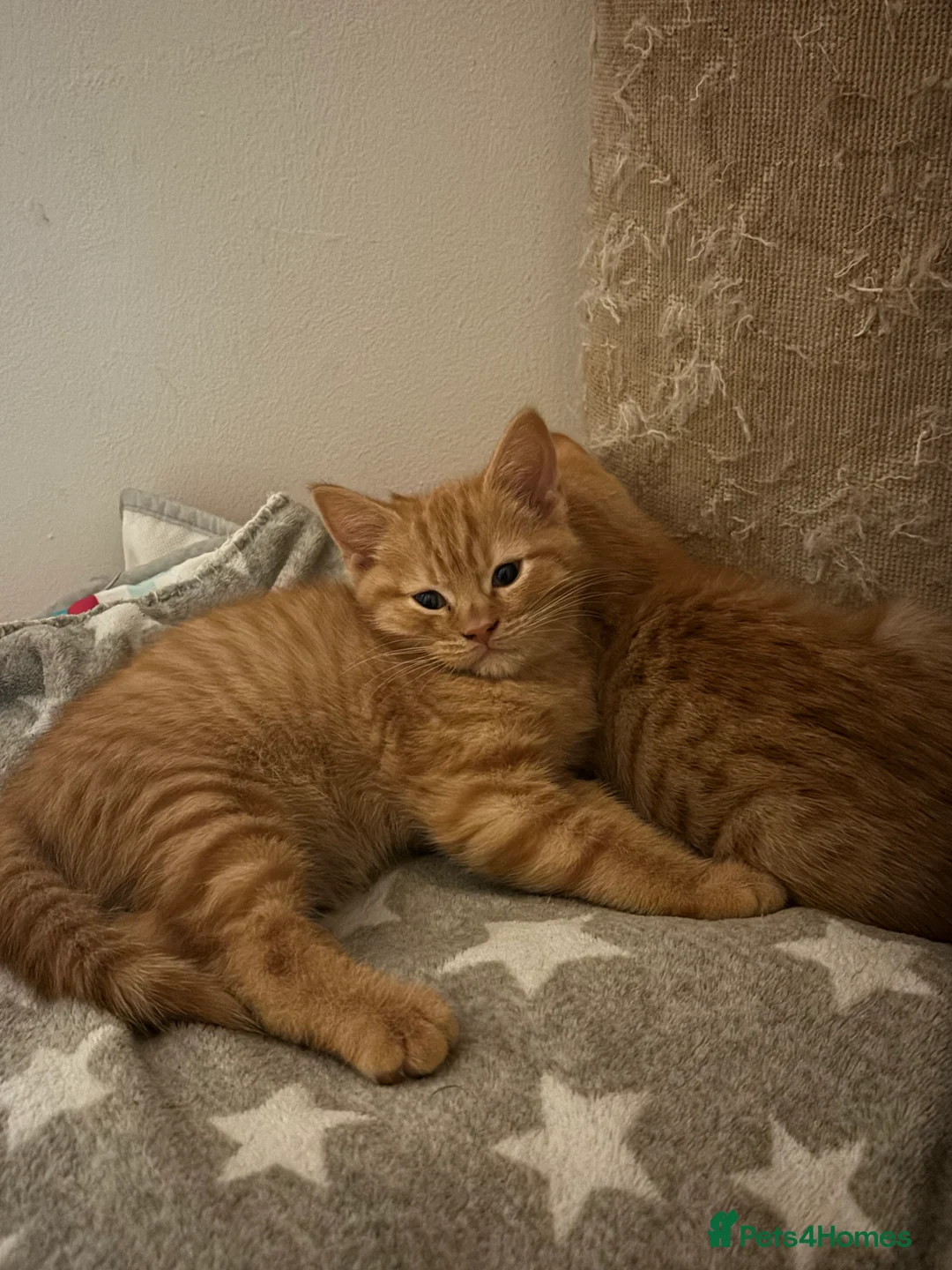 Mixed Breed cats for sale: Ginger kittens looking for new home in London - Advert 2