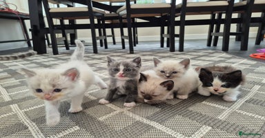 Ragdoll cats - Advert 3