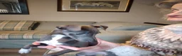 Italian Greyhound dogs for sale: Beautiful KC registered Italian puppies - Advert 3