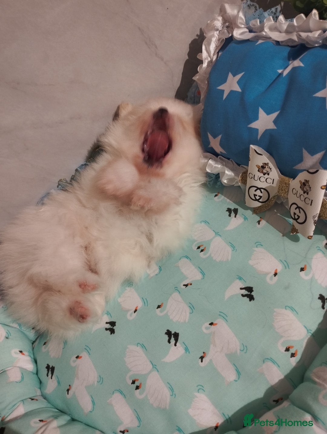 Pomeranian dogs for sale: 💝💝💝High-quality little boys💝💝💝 - Image 30