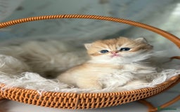 British Longhair cats for sale:  🌟Last British Longhair kitten available🌟 - Image 11