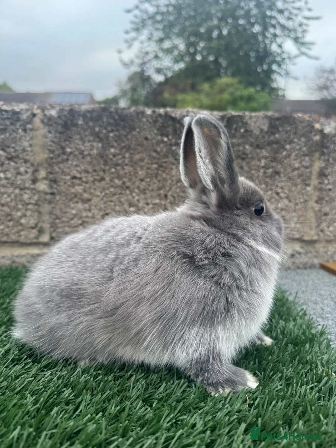 Netherland Dwarf rabbits for sale: Pure breed Netherlands dwarf  - Advert 8
