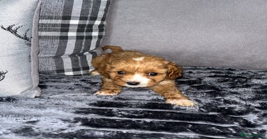 Cavapoo dogs - Advert 2