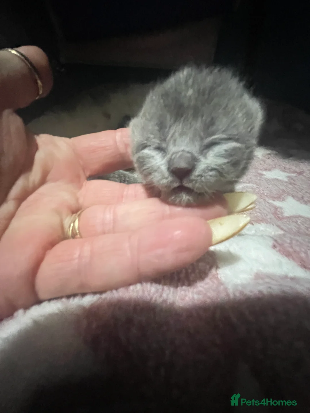 Brazilian Shorthair cats for sale: Superior BSH Kittens GCCF Reg - Advert 2