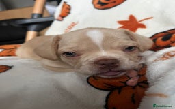 French Bulldog dogs for sale: TOP QUALITY FRENCH BULLDOGS  - Image 6