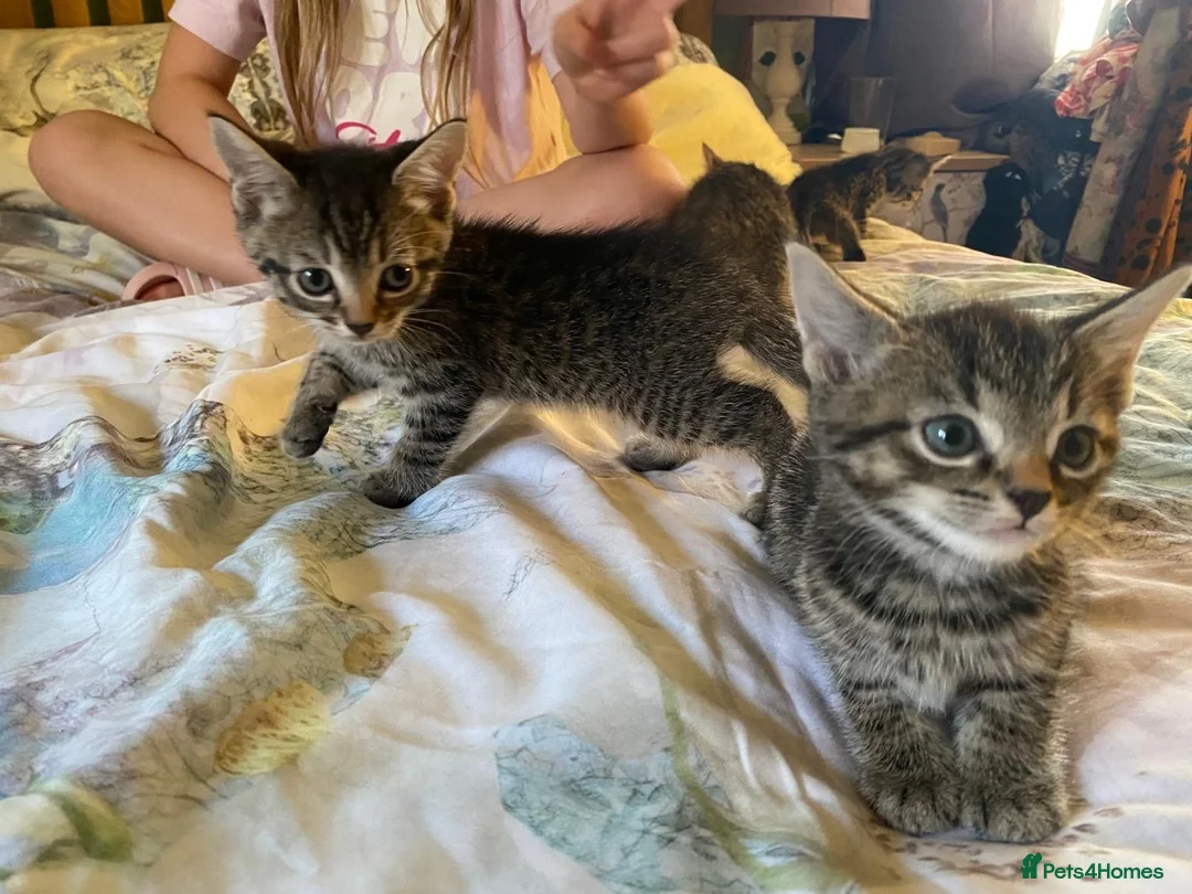 Domestic Shorthair cats for sale: Female Tabby Domestic Shorthair Kitten - Advert 2