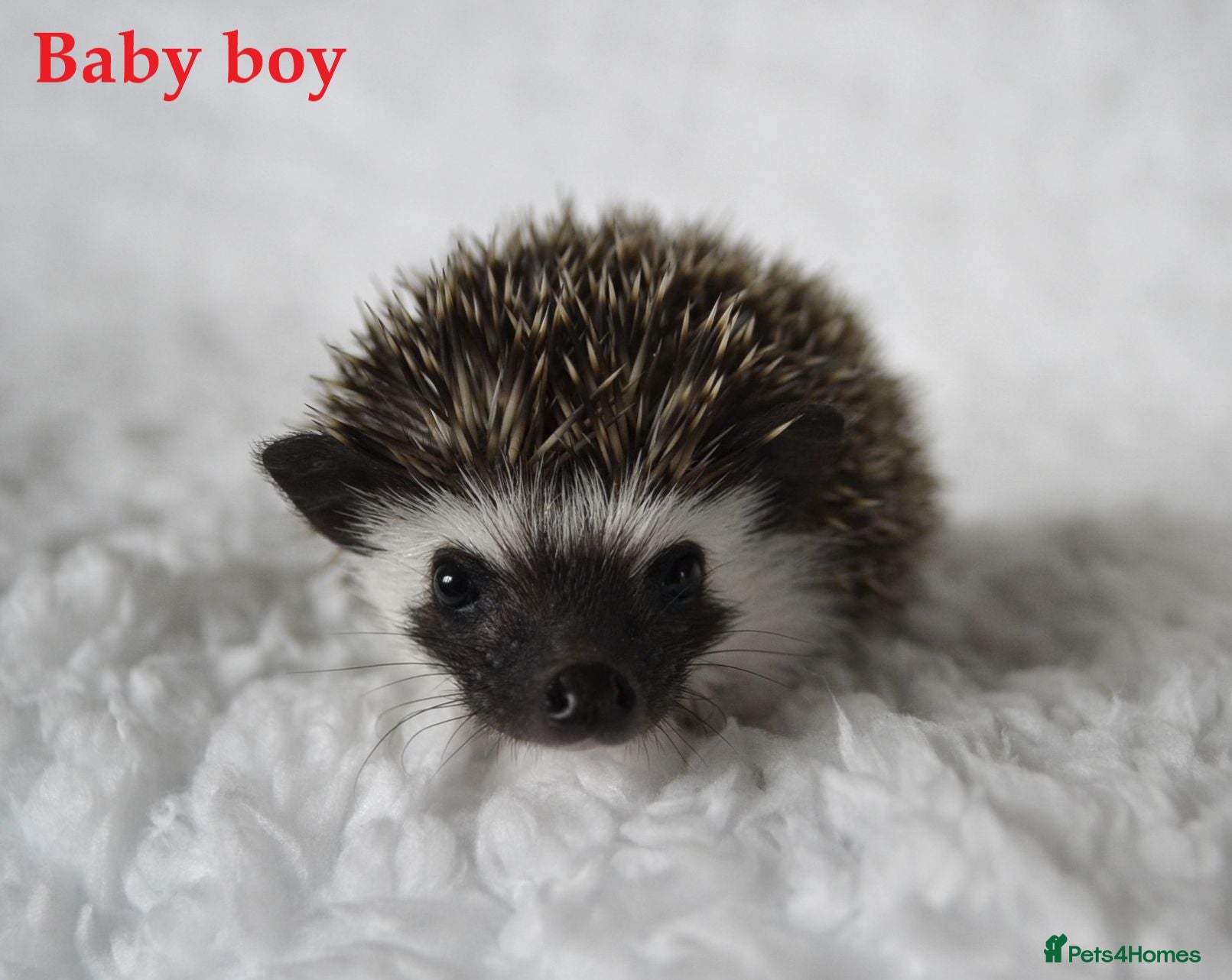 Pygmy Hedgehog rodents Pygmy hedgehogs, 1 girl and boy left - Advert 1