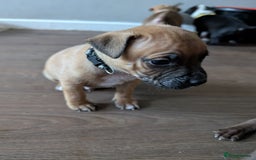 Mixed Breed dogs for sale: Beautiful American bulldog x staffie puppies  - Image 9