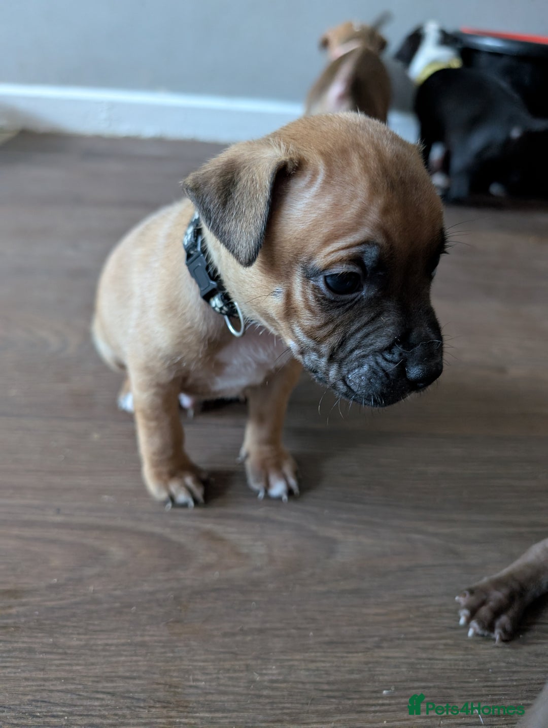 Mixed Breed dogs for sale: Beautiful American bulldog x staffie puppies  - Image 9