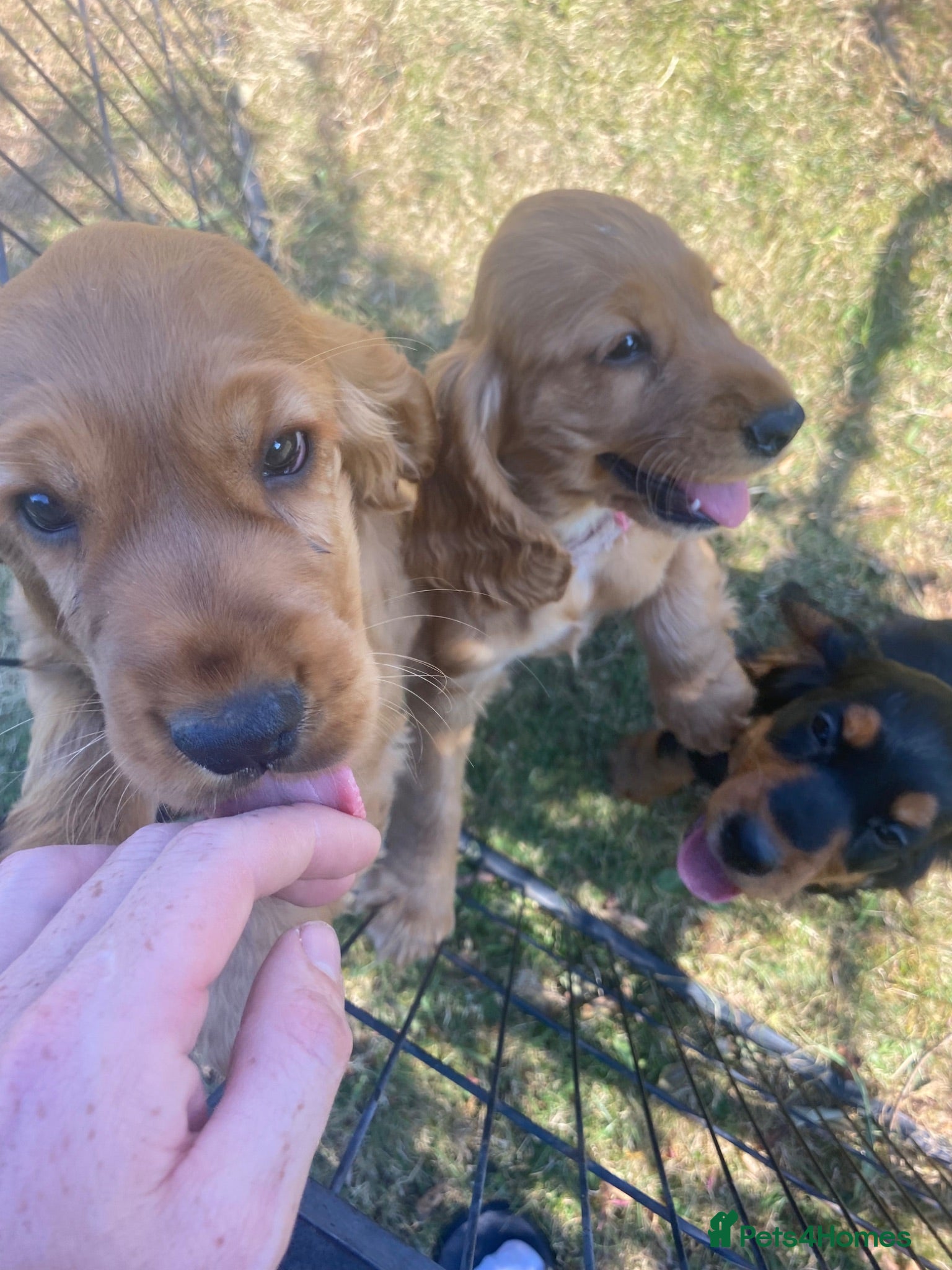 Cocker Spaniel dogs Adorable golden and balck and tan cocker spaniels  - Advert 2
