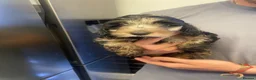 Cockapoo dogs for sale: Outstanding cockerpoo puppies  - Advert 16