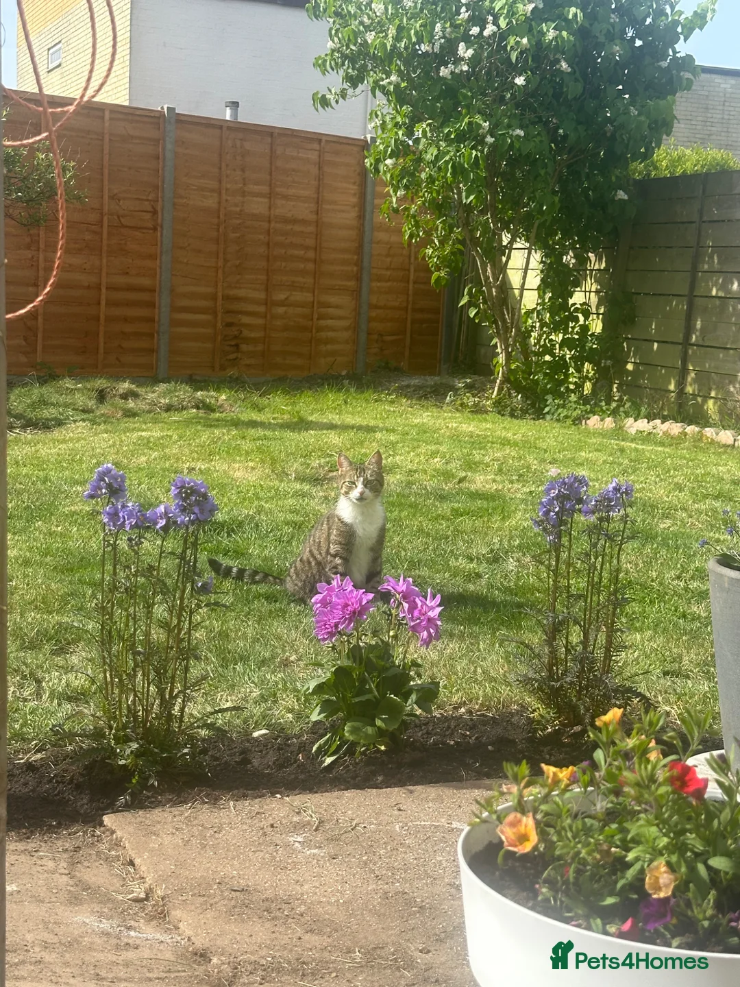 Mixed Breed cats for sale: 3 Lovely kittens for sale  - Advert 17