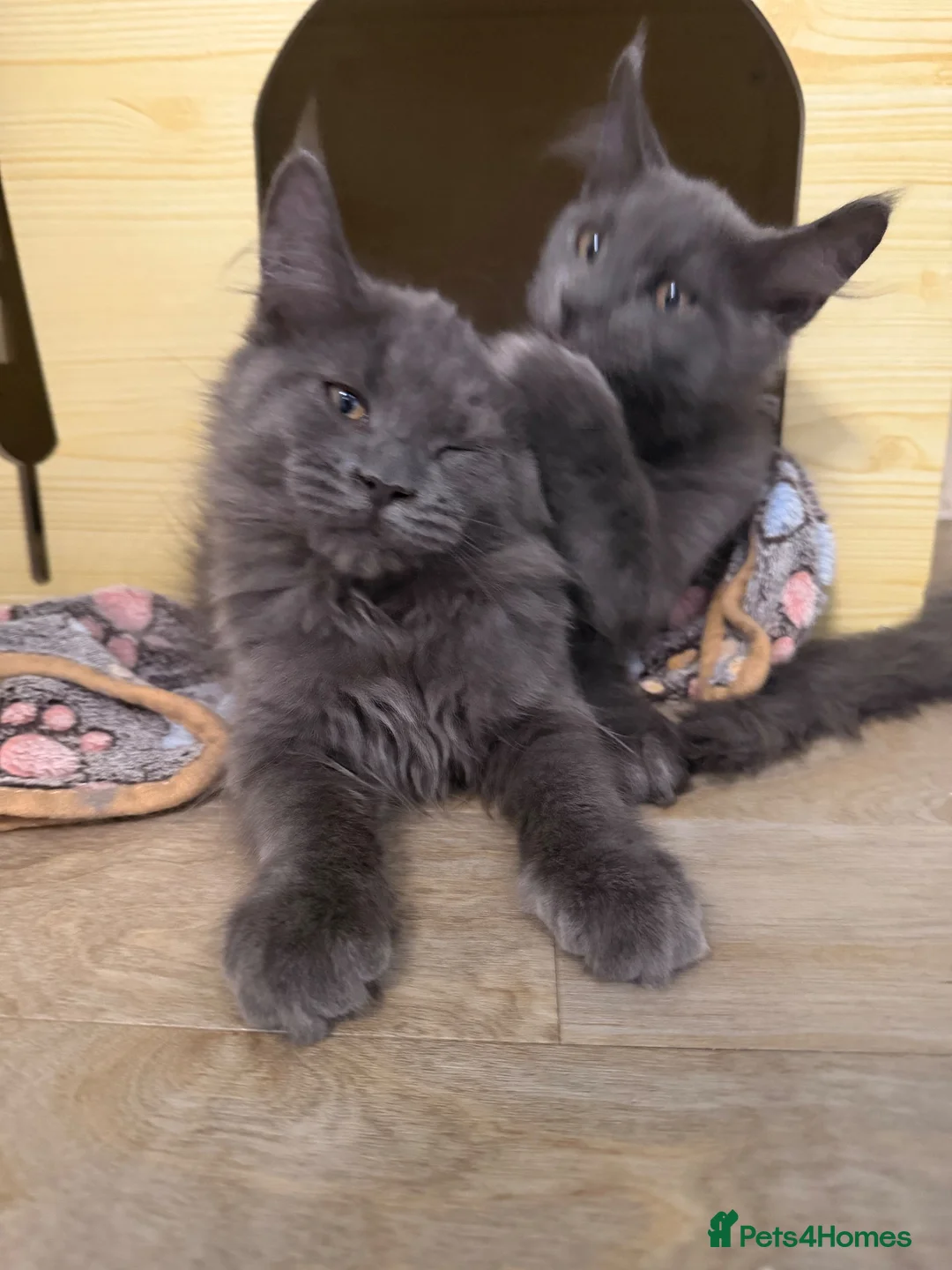 Maine Coon cats for sale: 🔥*💙*STUNNING SOLID BLUE MAINE COON KITTENS*💙*🔥 - Advert 26