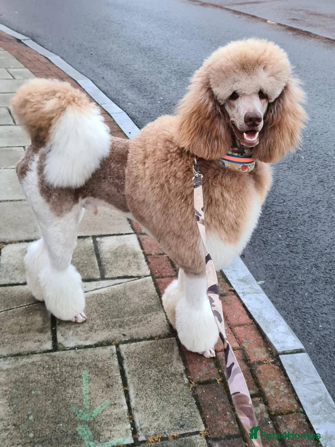 Standard Poodle dogs for stud: 3 Standard poodles for stud in Wirral - Advert 4