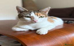 American Wirehair cats for sale: Female calico cat  - Image 4
