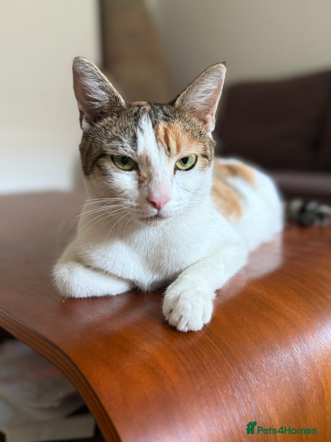 American Wirehair cats for sale: Female calico cat  - Image 4