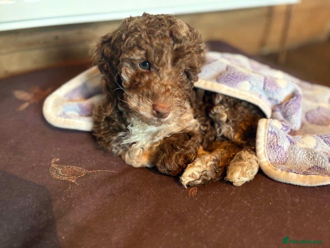 Cockapoo dogs for sale: F1b cockapoo puppies - Advert 34