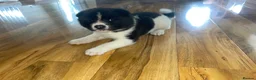 Akita dogs for sale: Stunning Akita (male) - Advert 4
