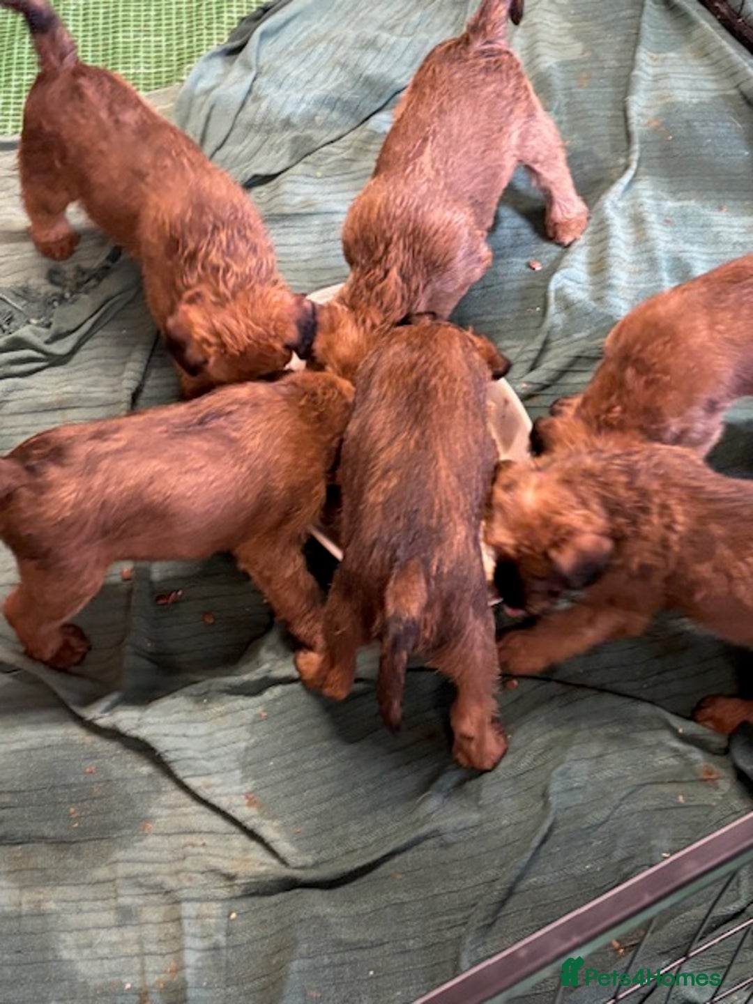 Irish Terrier dogs for sale: Irish Terrier Puppies - Image 8