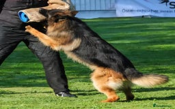 German Shepherd dogs for sale: TOP QUALITY LINES GSD PUPS AVAILABLE NOW - Image 15