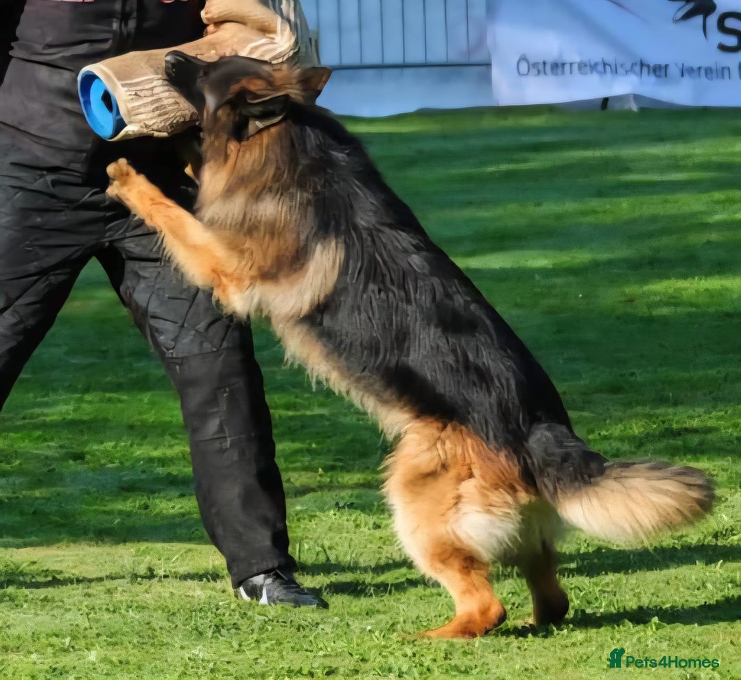 German Shepherd dogs for sale: TOP QUALITY LINES GSD PUPS AVAILABLE NOW - Image 15