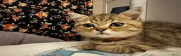 British Shorthair cats for sale: British Shorthair and Golden Shaded Torbie - Advert 7