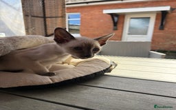 Siamese cats for sale: Siamese kittens - girls  - Image 21