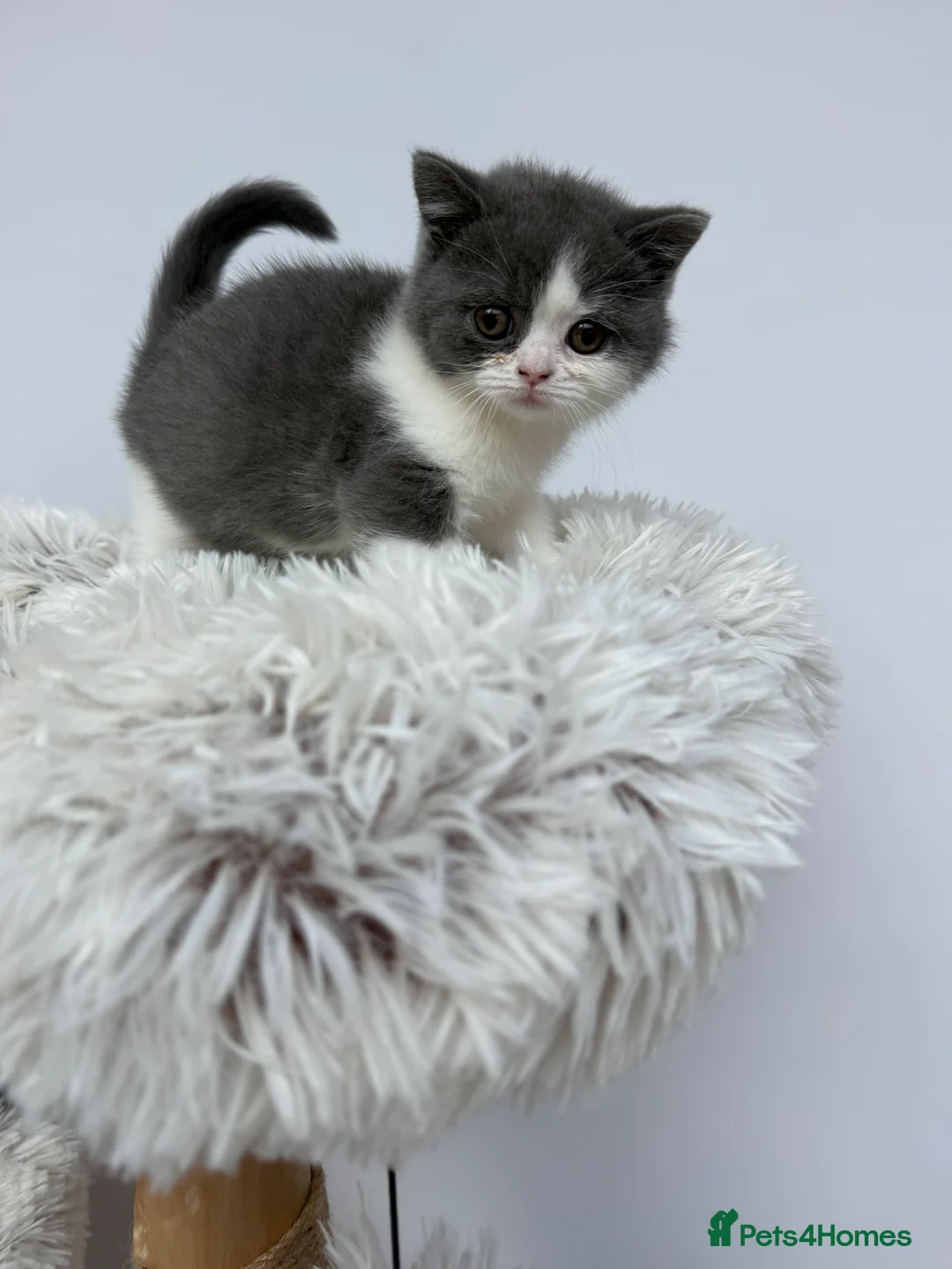 British Shorthair cats for sale: British shorthair Kittens  - Advert 4