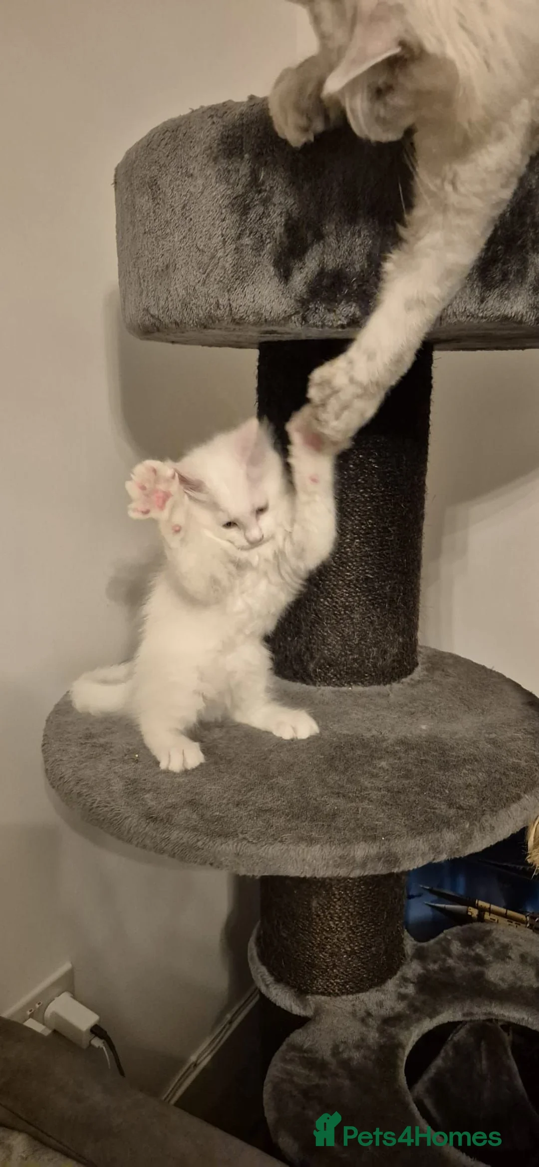 Maine Coon cats for sale: *****Both boys are sold****** - Advert 23