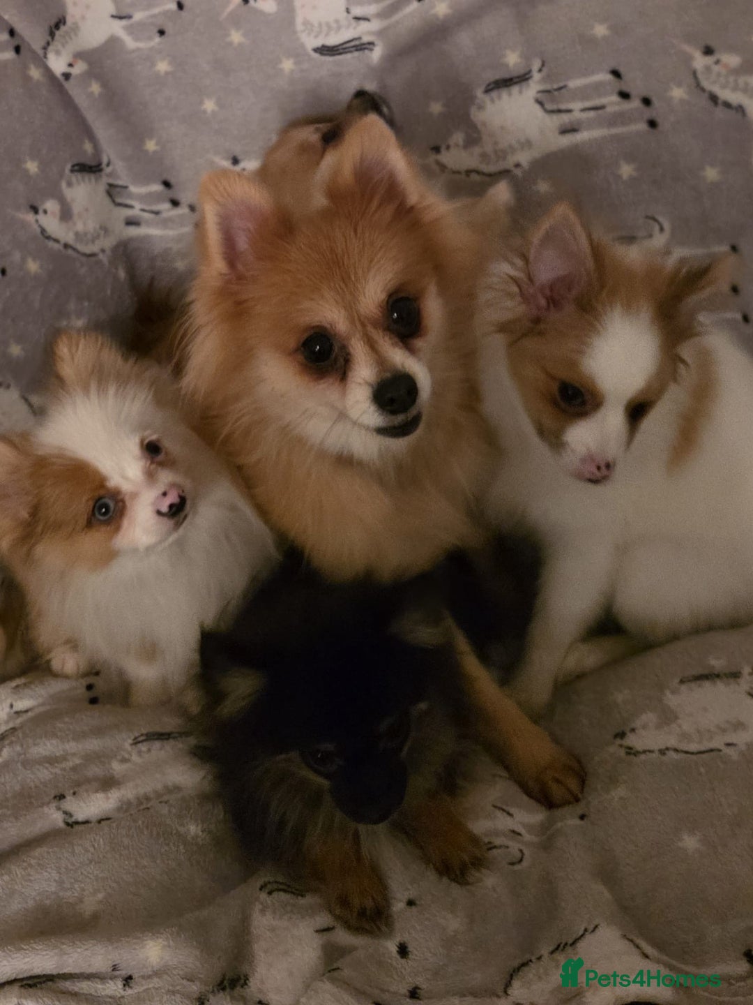 Pomchi dogs for sale: POMCHI PUPS - Image 11