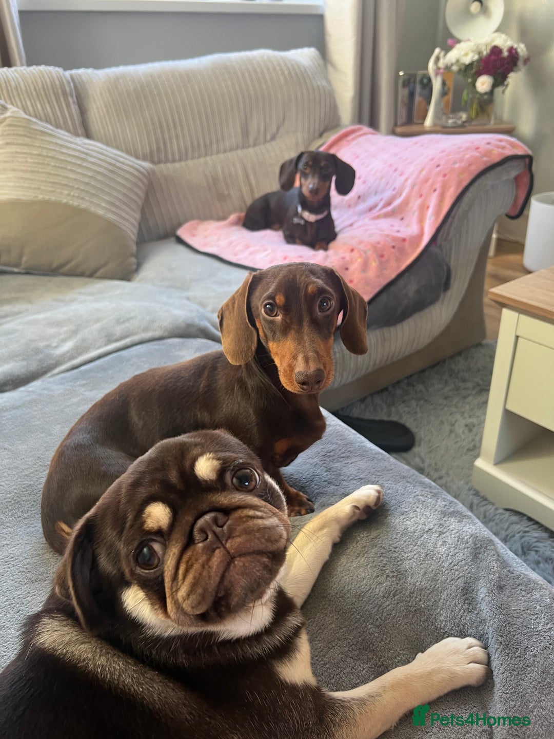 Pug dogs for sale: Kc reg 3 year old chocolate pug  - Advert 19