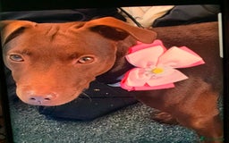 Patterdale Terrier dogs for sale: chocolate patterdale terriers  - Image 14