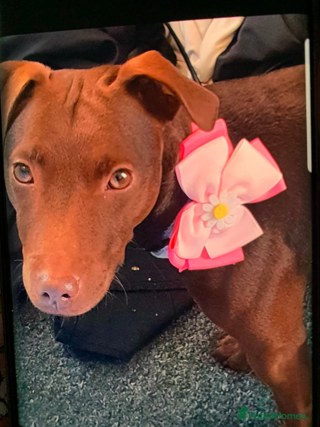 Patterdale Terrier dogs for sale: chocolate patterdale terriers  - Image 14