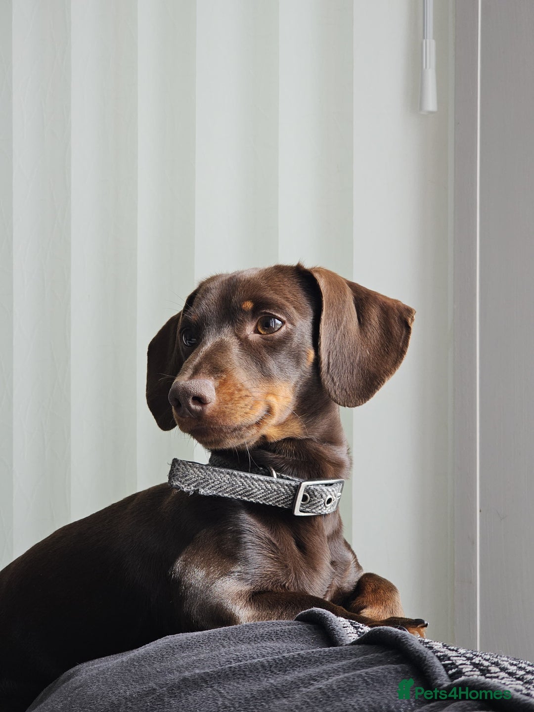 Miniature Dachshund dogs for sale: Handsome wilbur - mini dash for sale  - Image 1