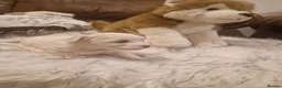Maltese dogs for sale: Maltese toybreed - Advert 7