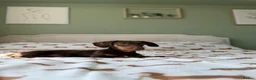 Miniature Dachshund dogs for sale: Miniture dashound chocolate tan boy, in Shrewsbury - Advert 1