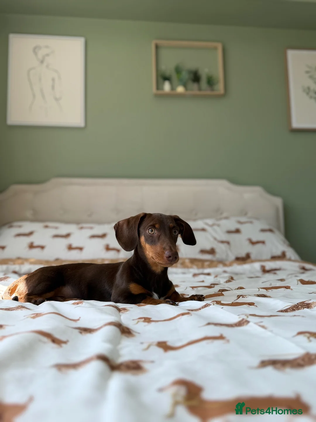 Miniature Dachshund dogs for sale: Miniture dashound chocolate tan boy, in Shrewsbury - Advert 1