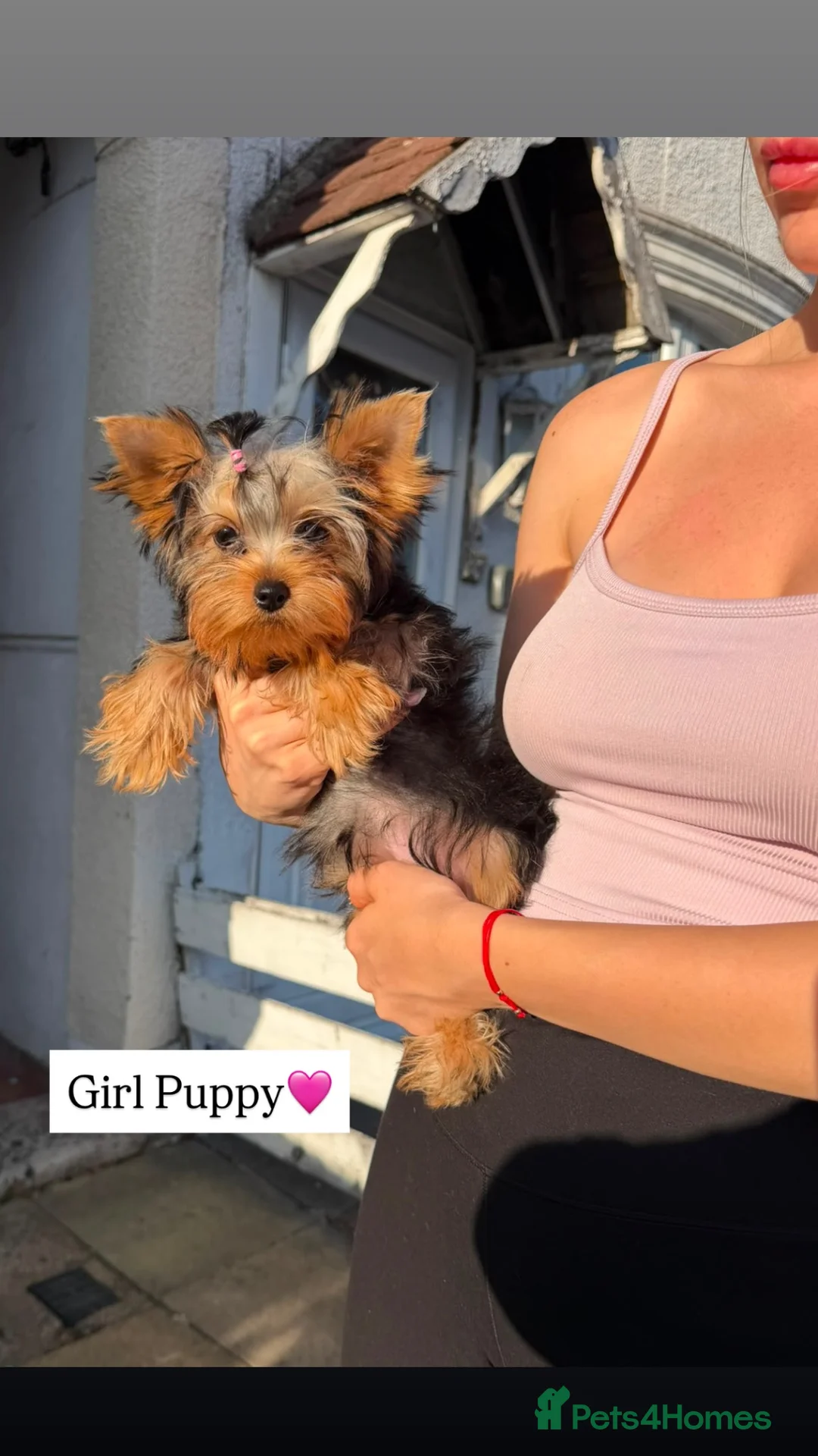 Yorkshire Terrier dogs for sale: 🐾Beautiful Yorkshire Terrier Puppies-Boy & Girl🐾 - Advert 2